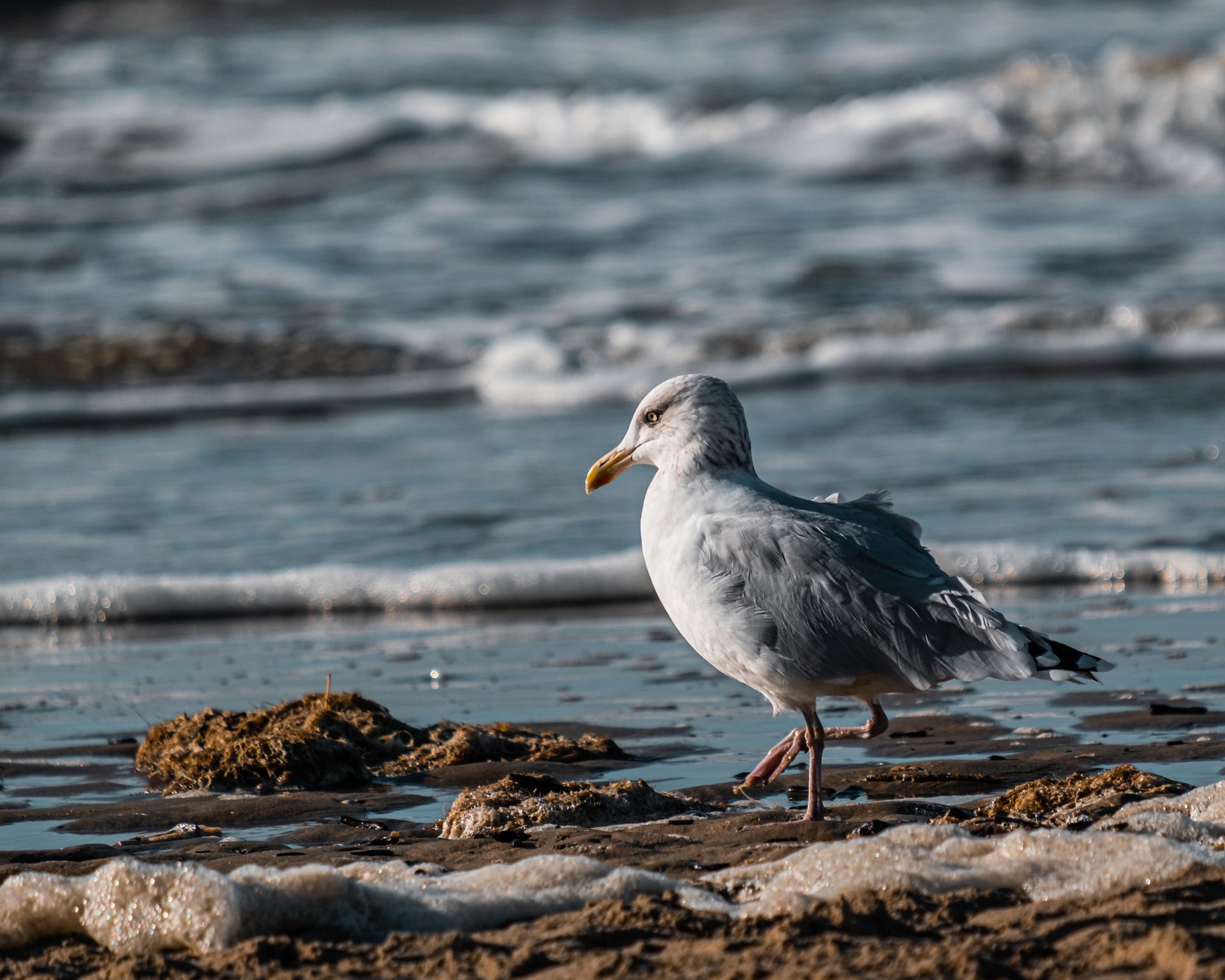 Seagull at the beach