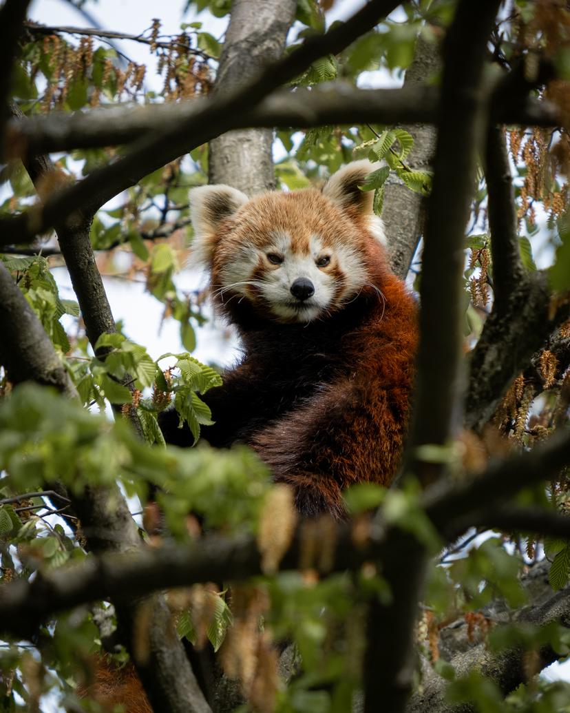 Red panda in zoo in Karlsruhe, Germany