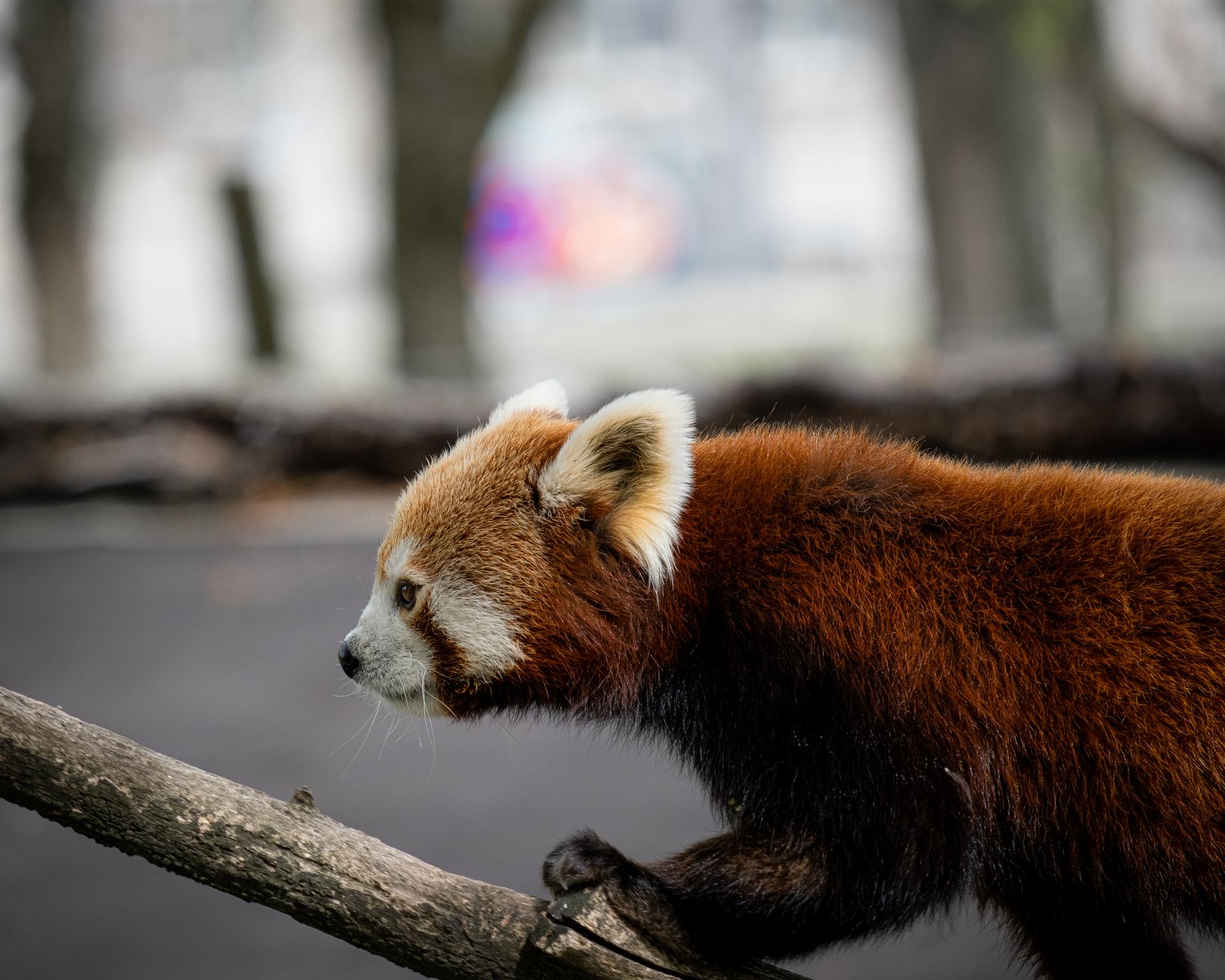 Red panda in zoo in Karlsruhe, Germany