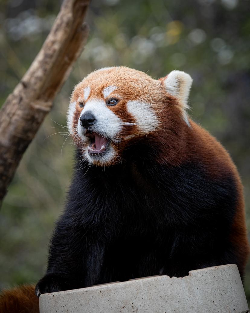 Red panda in zoo in Karlsruhe, Germany