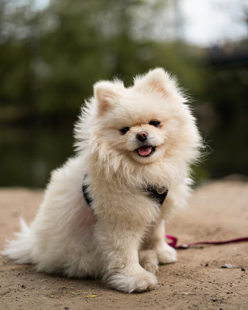 Dog at the Beach