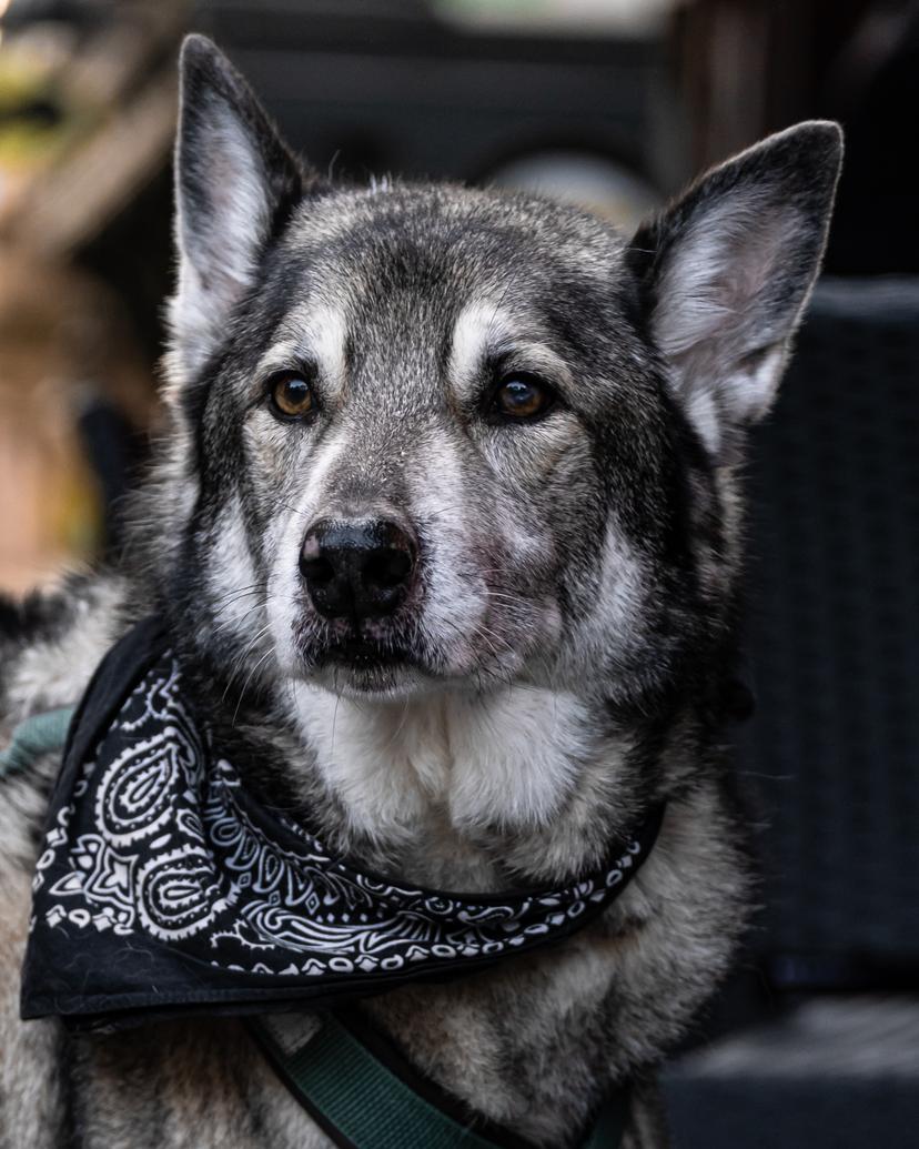 Dog in Marburg