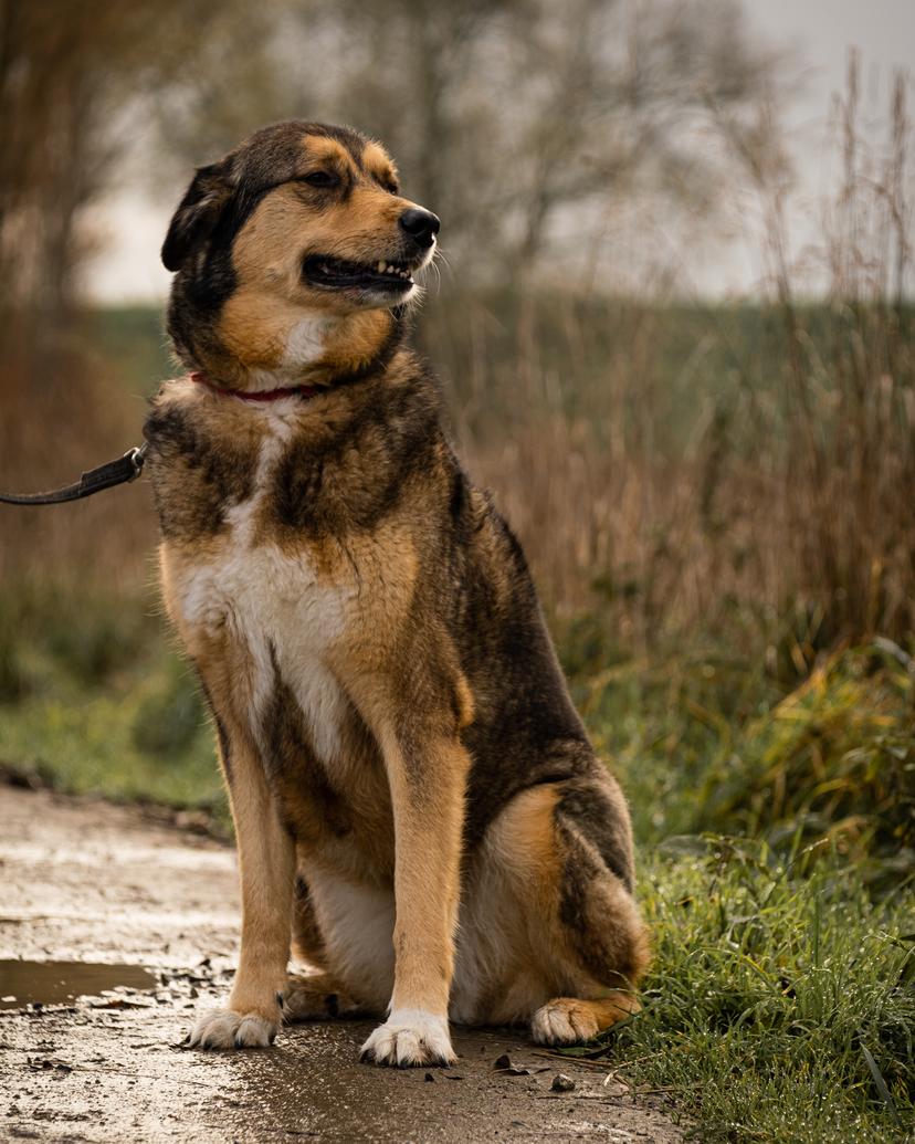 Dog in the nature