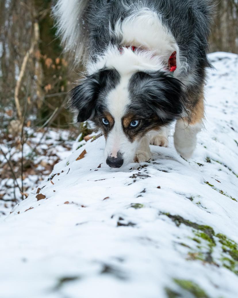 Dog in the snow